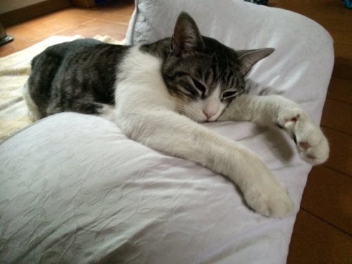 ホットヨガ毎日通っても大丈夫?効果はどのくらい期待できる?